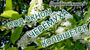 ПОД ОКНОМ ЧЕРЁМУХА КОЛЫШЕТСЯ