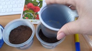 Посев моего любимого супер урожайного перца Колокольчик.25.01.2026.