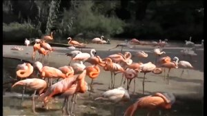 Как животные гуляют