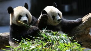 Тысячи японцев пришли попрощаться с пандами Сяо-Сяо и Лей-Лей перед их отправкой в Китай