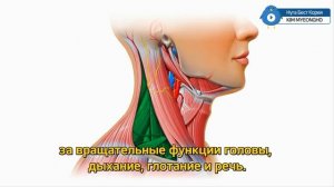 Нуга Бест.Причины боли в шее, головной боли. Как снять спазм мышц шеи
