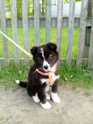 акробат и игра на баяне 🪗