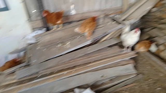 25 января, пополнение в хозяйстве смотреть онлайн