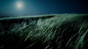 Ледяной цветок