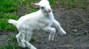 КОЗЛЁНКА ЖАЛКО - НЕ ДАЛИ ВЫРАСТИ