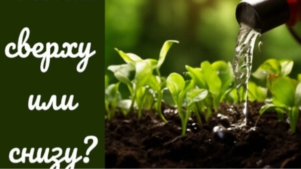 Хотите рассаду с мощной корневой системой, организуйте правильный полив смотреть онлайн