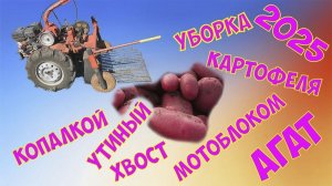 Копка картошки_2025