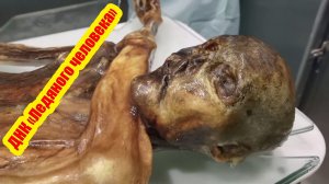 Расшифровка ДНК «Ледяного человека» Эци произвело фурор в научном мире