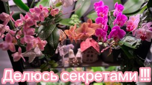 ФОРМИРОВАНИЕ цветоносов у ОрХиДей ✅👍 #орхидеи