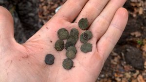 РУКИ УСТАЛИ КОПАТЬ ТАКОЕ КОЛИЧЕСТВО МОНЕТ В ЭТОМ ЛЕСУ КОП 2026