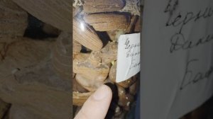 Даже так бывает, домашние наблюдения и эксперимент