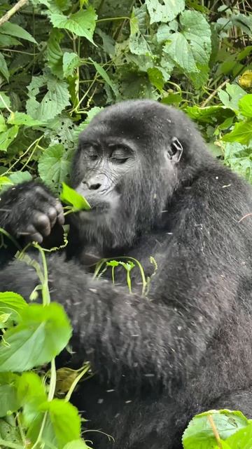 Наблюдая за мощью и человечностью горилл, мы не испытывали ни капли страха