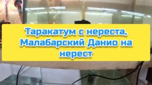 Таракатум с нереста, Малабарский Данио на нерест