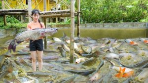 Осушаю пруд с рыбой, чтобы поймать много крупной рыбы, на продажу. Нхат. Вьетнам