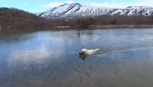 Хочешь есть? Поймай крохаля...!