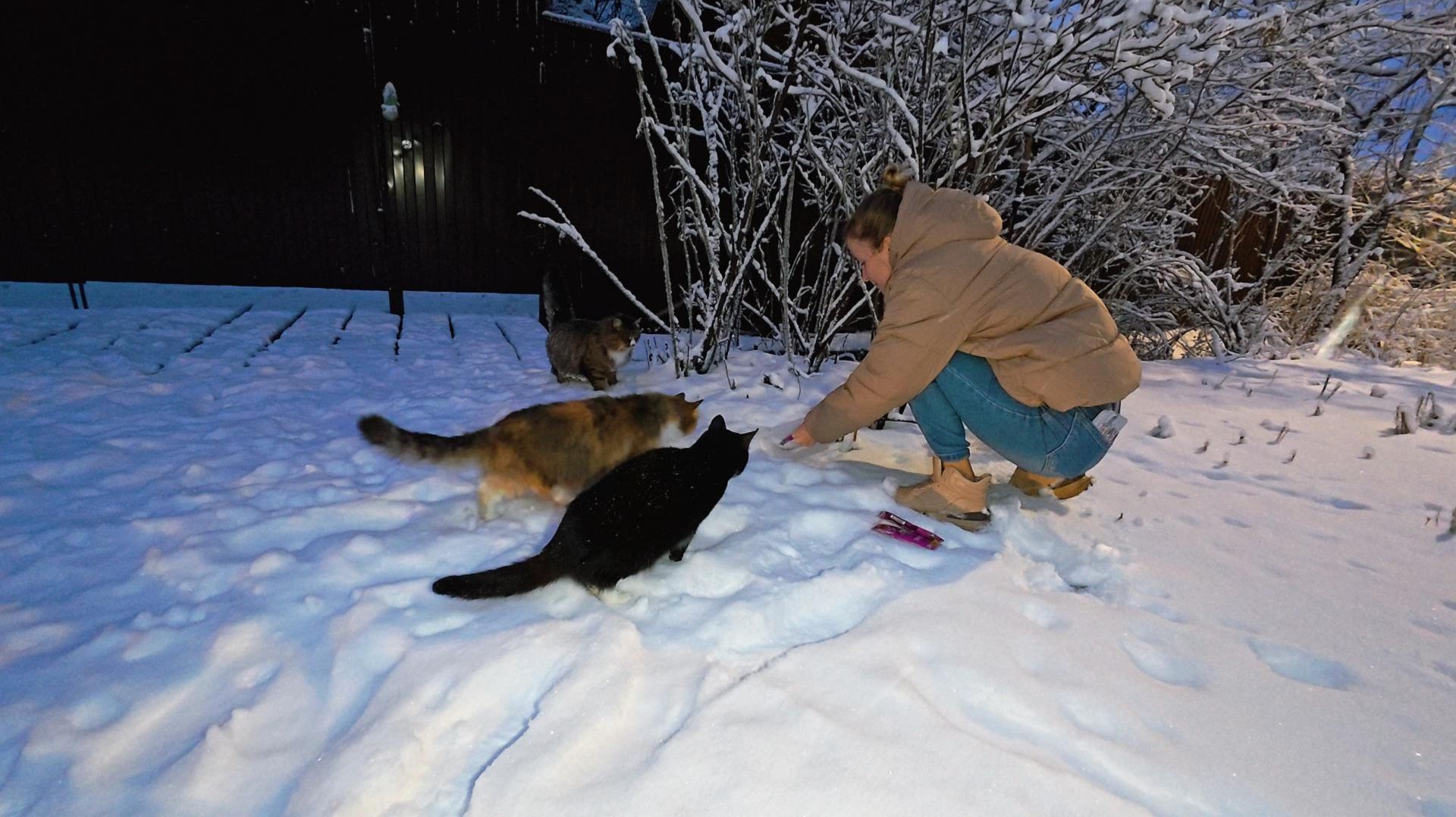 Сергей и Алиса | История двух сердец | Дачные видеозарисовки | День Добрых Дел | 28.12.2025