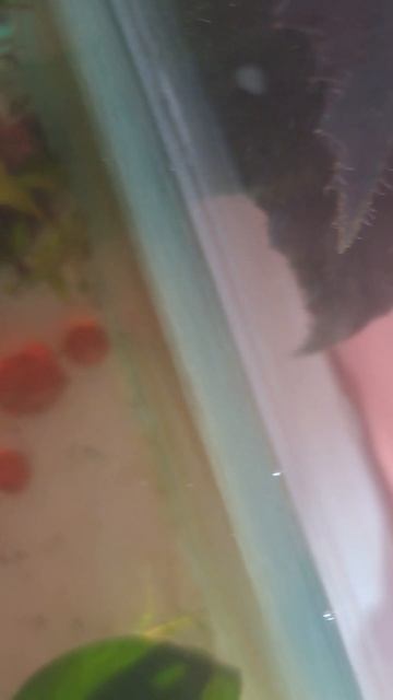 Лягушка 🐸🐸🐸 смотреть онлайн