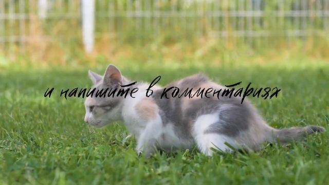 1000031895.mp4 смотреть онлайн