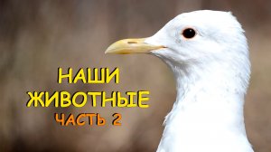 НАШИ ЖИВОТНЫЕ. ЧАСТЬ 2. СТАРИЧКИ