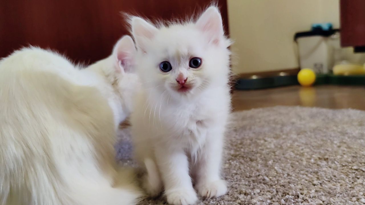 Три забавных котенка. Котята весело играют. Мама-кошка и ее котенок Микки.