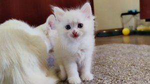 Три забавных котенка. Котята весело играют. Мама-кошка и ее котенок Микки.