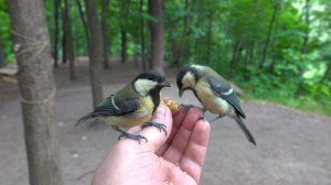 Молодые синицы. Июнь 2023