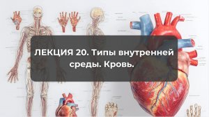 Лекция 20. Типы внутренней среды. Кровь.