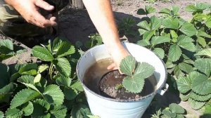 Как посадить клубнику на примере сорта Чамора Туруси