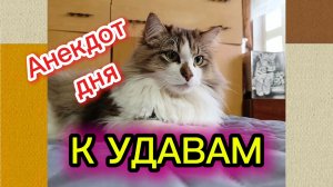АНЕКДОТ ДНЯ. Кошки с озвучкой.
