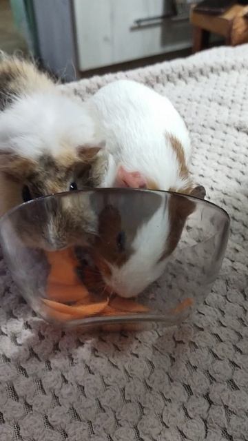 морковные грызлики