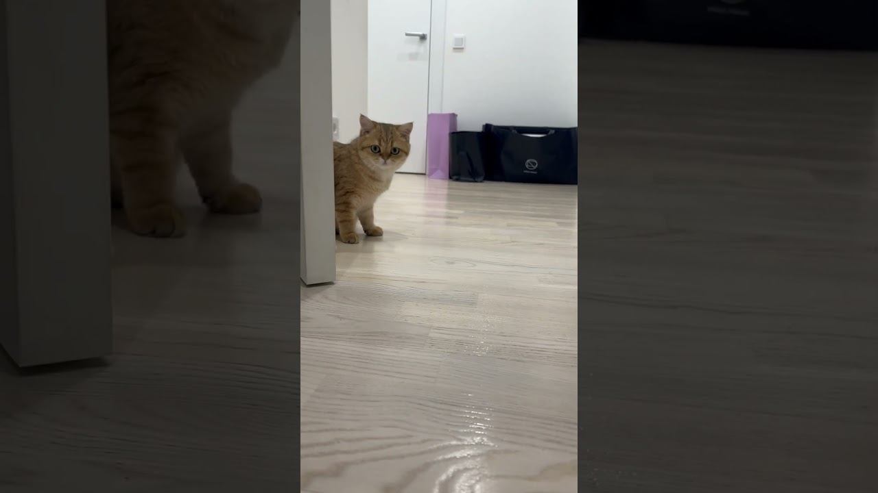 Золотая шиншилла кот