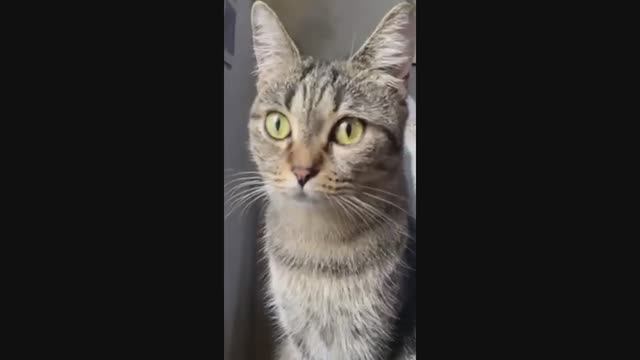 #смешныевидео -767 смотреть онлайн