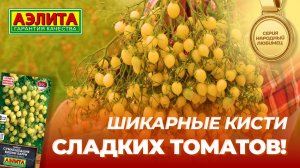 Уникальный сорт желтых черри! Шикарные кисти томата СУМАСШЕДШИЕ ВИШНИ БАРРИ