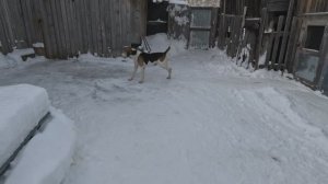 Хорошая погода. Идём гулять !     17.01.2026 год.