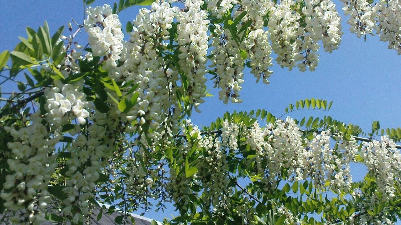 Вино из цветков акации