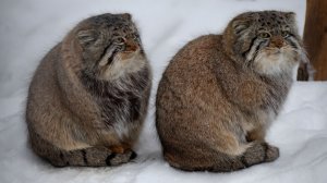 Двое котят манула греют лапки..