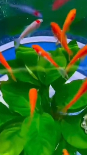 Нет аквариума? Не беда его можно сделать самостоятельно из 20 литровой бутылки! смотреть онлайн