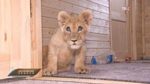 Ветеринары спасли изъятую у лакшери-блогера покалеченную львицу Шейлу