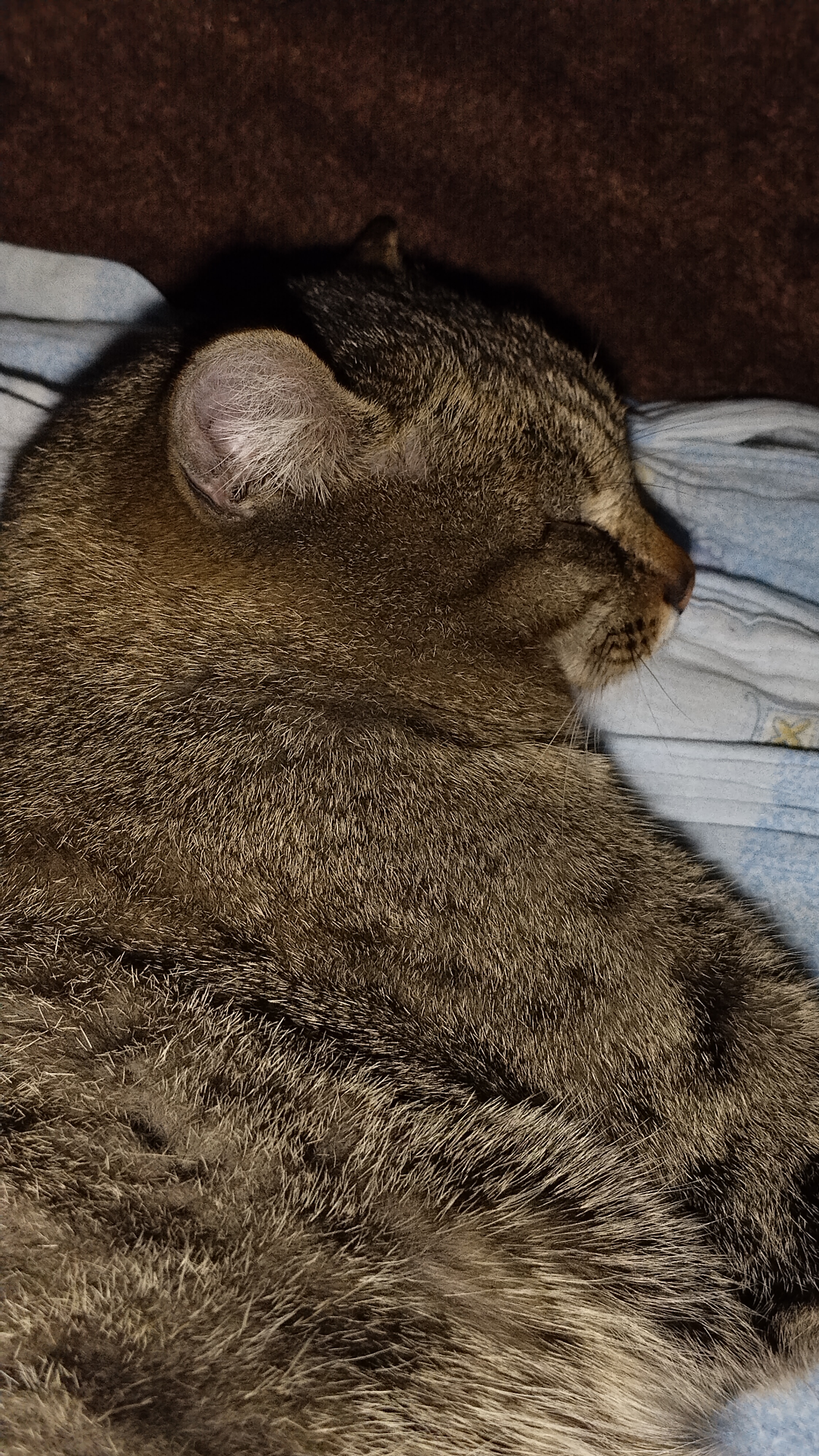 Когда в беде пушистый друг!😿 26-01-2026 смотреть онлайн