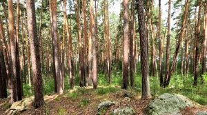 Сосновый лес в горах