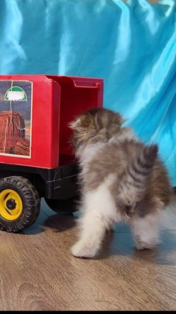 Котенок достает свои вещи из кузова грузовика.