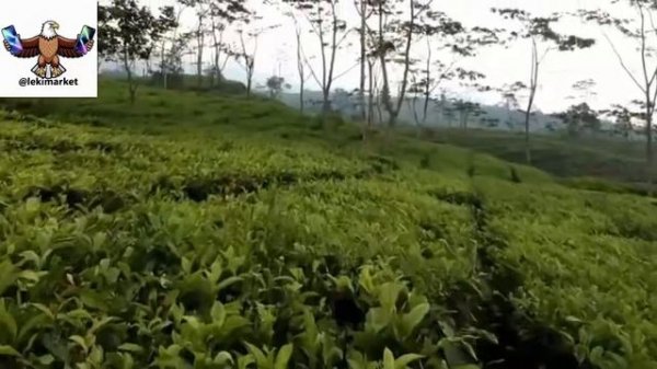 Davvi - Save me from this pain