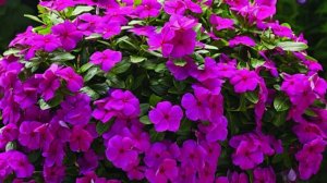 ПОСАДИТЕ ВМЕСТО ПЕТУНИИ ЭТОТ НЕПРИХОТЛИВЫЙ ЦВЕТОК! Он будет цвести все лето в саду