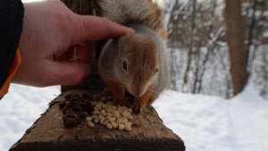 Одинокая белка. Небольшая зарисовка