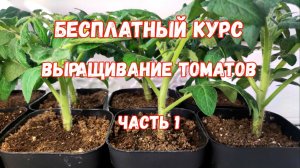 Когда сеять ТОМАТЫ на рассаду в 2026 году, чтобы рассада была толстым крепышом