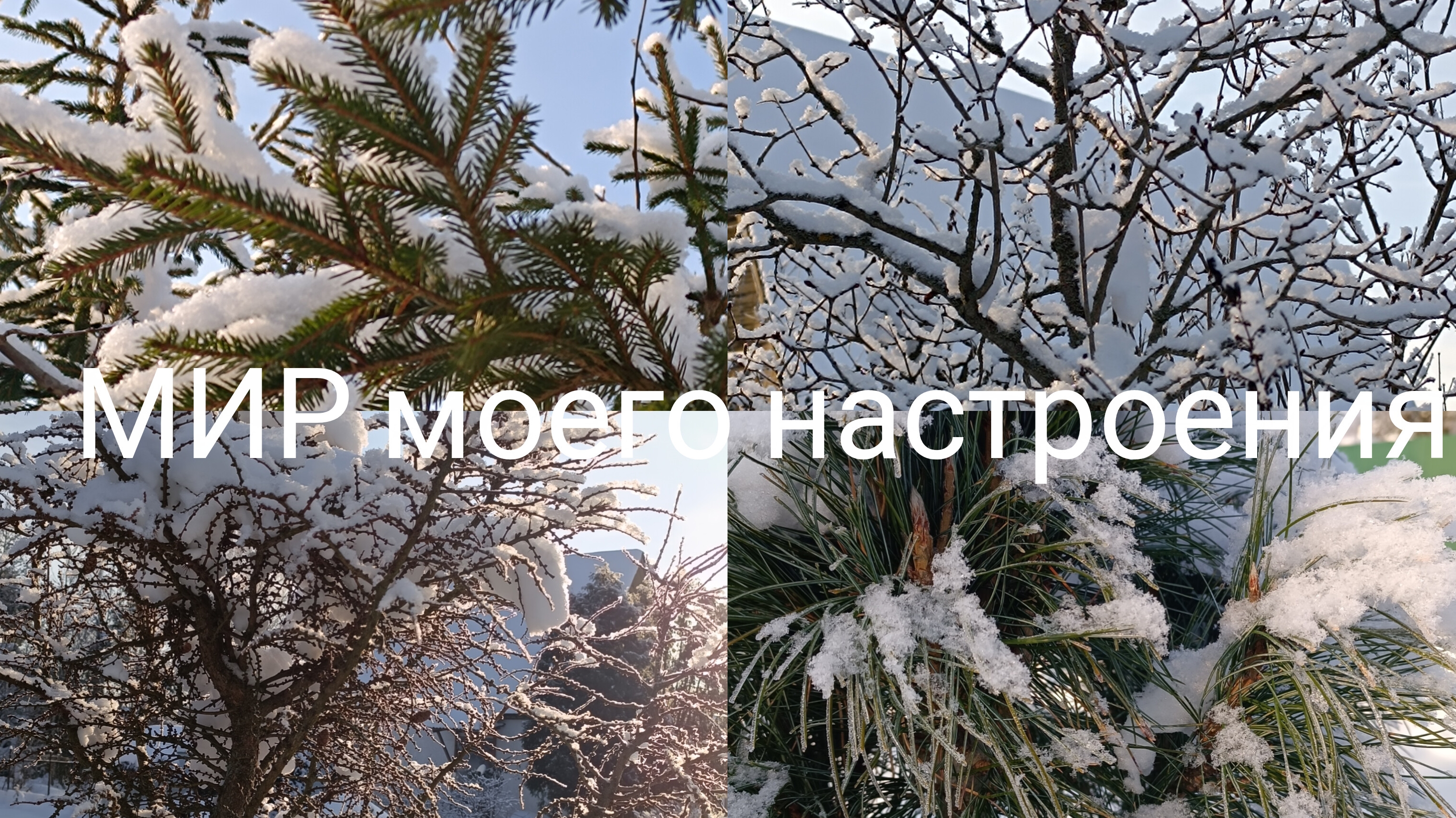 25.01.26 Дача.Приехали скинуть снег с теплицы смотреть онлайн