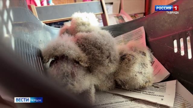 ВЕСТИ КРЫМ: «События недели» 25.01.2026