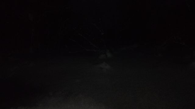 24-января-2026 - Прогулка по лесу; 2/4