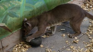 Фосса Лафи из всех игрушек, выбрала камень..