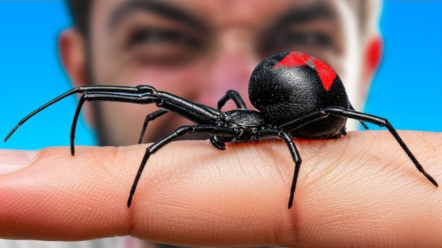 Укушен Черной вдовой. Самые болючие укусы